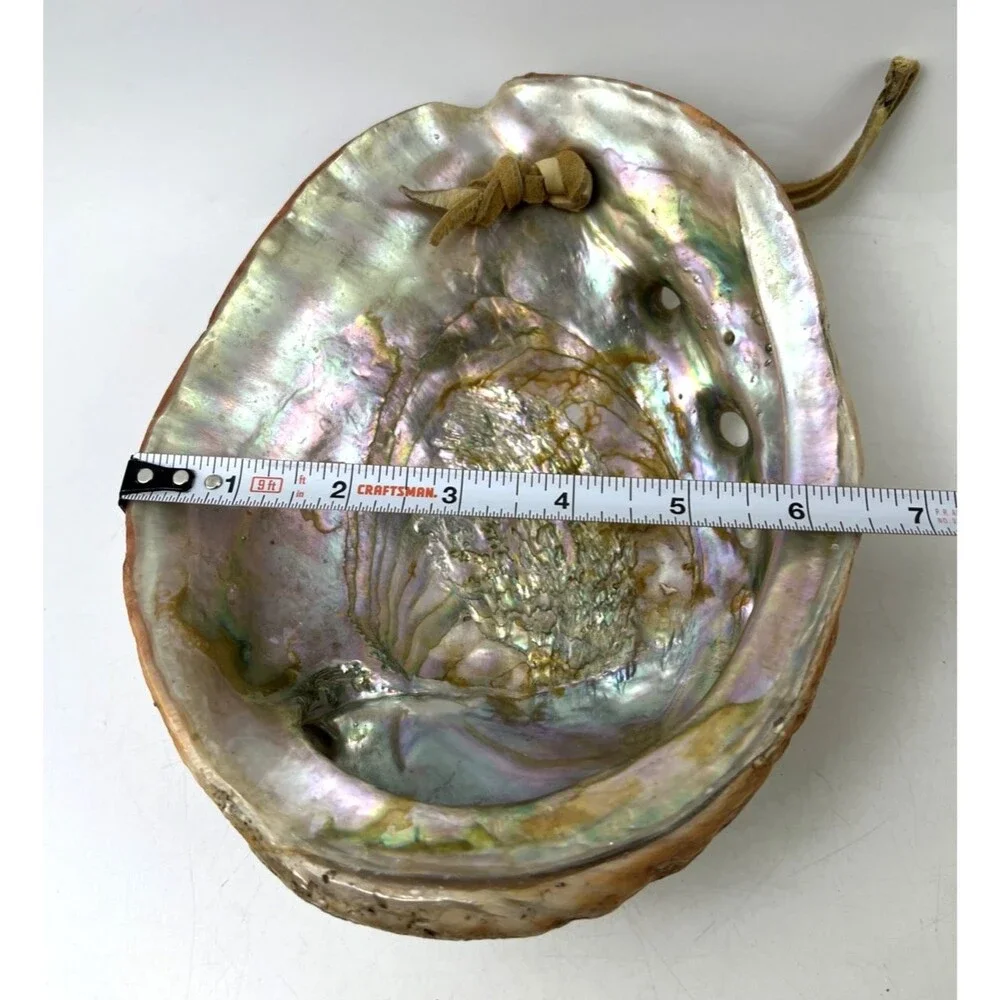 Vintage Abalone Half Shell 8.25